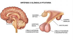 Hipófisis