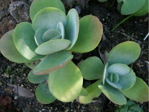 Kalanchoe thyrsiflora