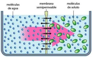 Osmosis