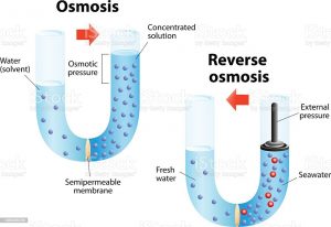 Osmosis